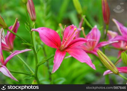 Lily pink color on a summer day