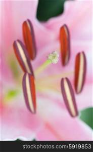 Lily pollen macro