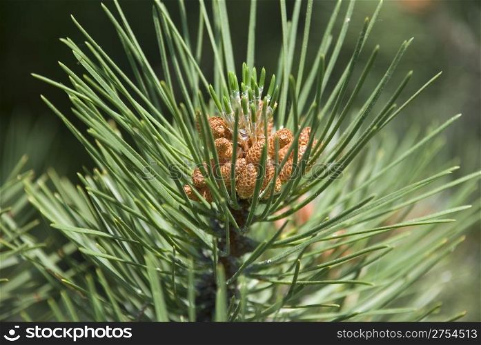 limb fir tree with drops of dew and young bine