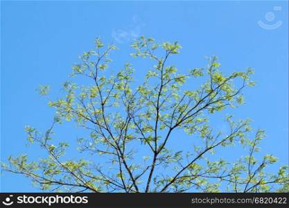 limb of a tree against a blue sky
