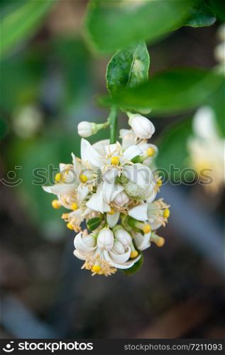 Lime blossom on plant in garden