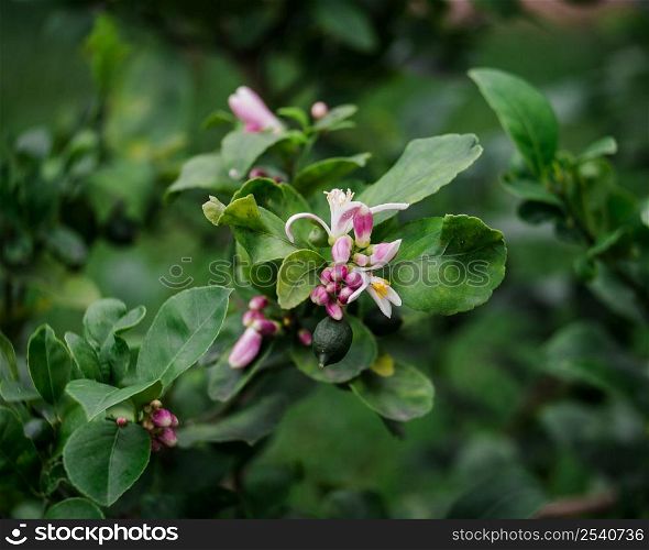Lime Blossoms