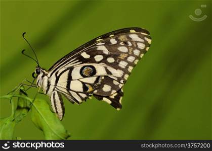 Lime butterfly (Papilio demoleus) is a butterfly usually seen in large parts of Asia.
