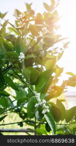 lime flower with green leaves on tree .Citrus Blooming. lime flower on tree