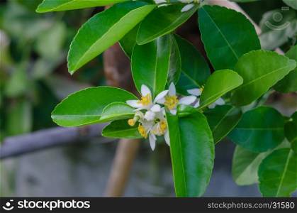 Lime flowers, lemon blossom on tree among green leaves