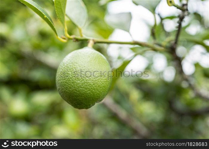 Lime fruit growing on tree. Selective focus