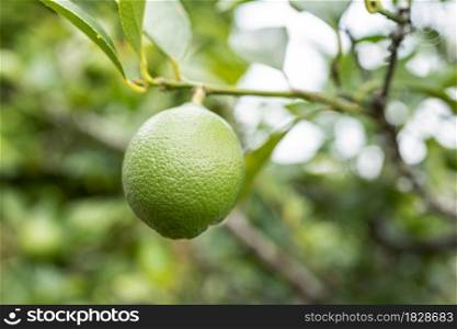 Lime fruit growing on tree. Selective focus