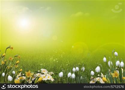 Lime green and yellow spring background with space for copy, flowers include daffodil, primrose and snowdrops.