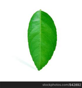 Lime green leaves on a white background.
