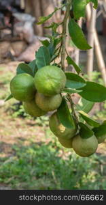 Lime green tree . Lime green tree hanging from the branches of it