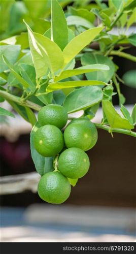 Lime green tree . Lime green tree hanging from the branches of it