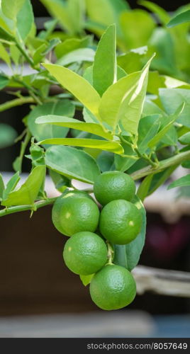Lime green tree . Lime green tree hanging from the branches of it