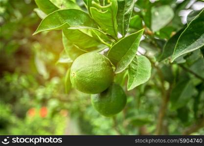 Lime tree fruits . Lime tree with fruits closeup