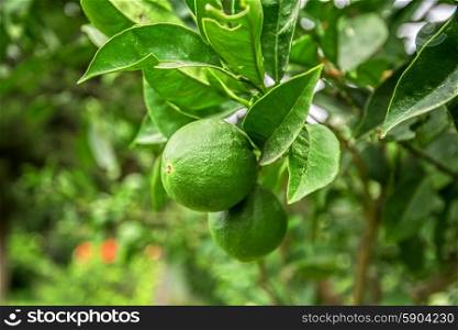 Lime tree. Lime tree with fruits closeup