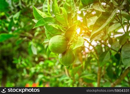 Lime tree with fruits closeup. Lime tree