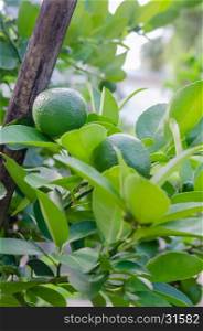 Lime tree with fruits . Lime green tree hanging from the branches of it