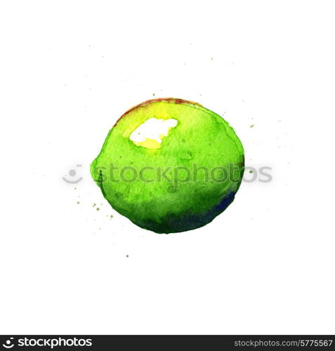 Lime. Watercolor illustration on a white background