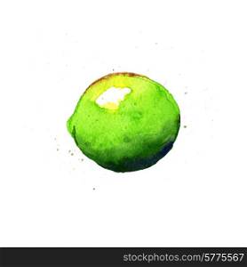 Lime. Watercolor illustration on a white background