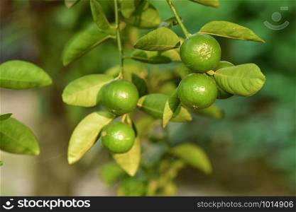 Limes grown in the garden have good produce and can be sold.
