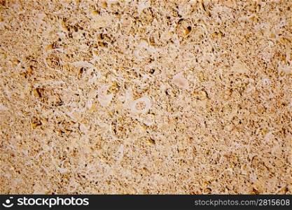 limestone sandstone texture with animal shells fossil