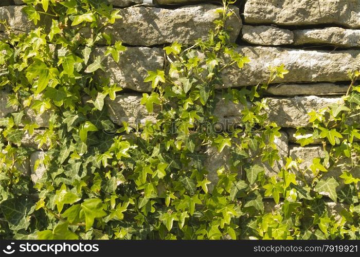 Limestone wall in Dorset, small stones for a UK wall, with Ivy growing on it