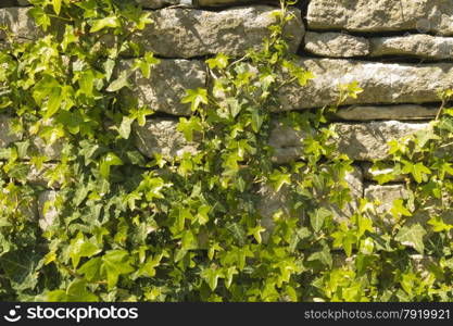 Limestone wall in Dorset, small stones for a UK wall, with Ivy growing on it