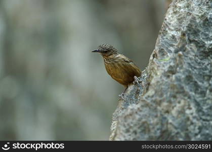 Limestone wren-babbler, Rufous Limestone-babbler (Turdinus calcicola) in nature Thailand