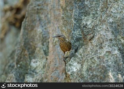 Limestone wren-babbler, Rufous Limestone-babbler (Turdinus calcicola) in nature Thailand