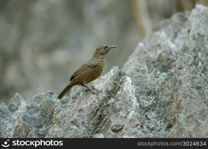 Limestone wren-babbler, Rufous Limestone-babbler (Turdinus calcicola) in nature Thailand