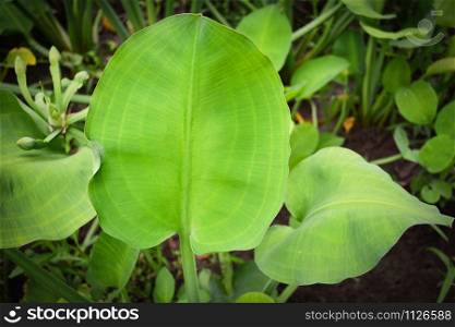 Limnocharis flava plant / leaves of limnocharis flava in marsh nature for local vegetable in asia