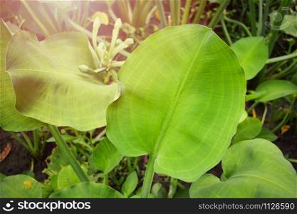 Limnocharis flava plant / leaves of limnocharis flava in marsh nature for local vegetable in asia