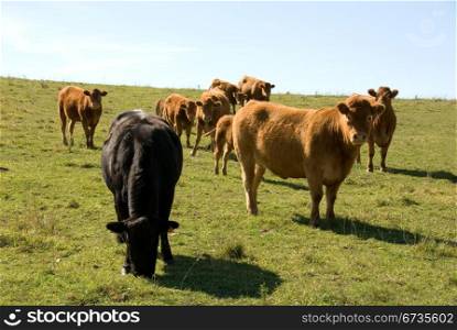 Limousin Cattle grazing in a paddock