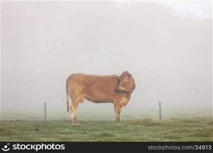 limousin cow in misty meadow looks back
