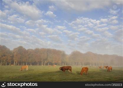 limousin cows and bull in dutch meadow before autumn forest in warm morning light on utrechtse heuvelrug near Doorn