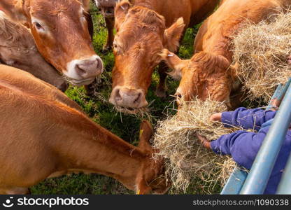 Limousin cows feeding on hay
