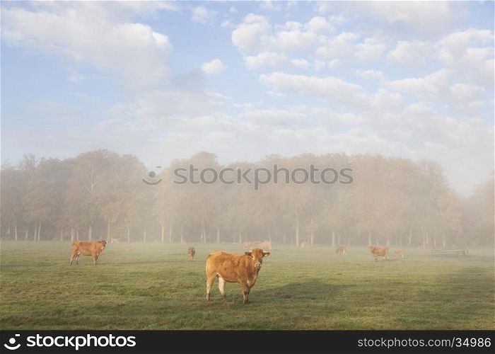 limousin cows in dutch meadow before autumn forest in morning mist