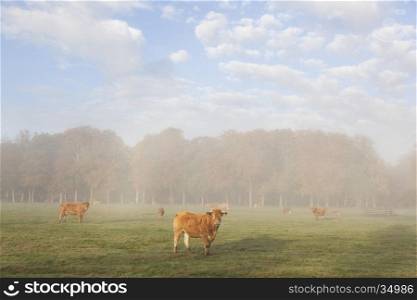 limousin cows in dutch meadow before autumn forest in morning mist