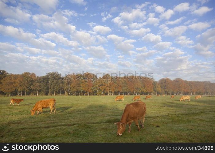 limousin cows in dutch meadow before autumn forest in warm morning light on utrechtse heuvelrug near Doorn