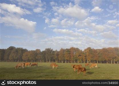 limousin cows in dutch meadow before autumn forest in warm morning light on utrechtse heuvelrug near Doorn