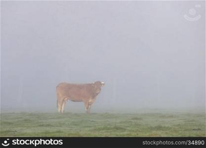 limousin cows in dutch meadow in morning mist