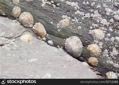 Limpets and barnacles, Devon, England.