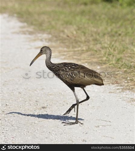 Limpkin Bird Crossing A Dirt Road