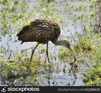 Limpkin Bird Feeding In Florida Swamp
