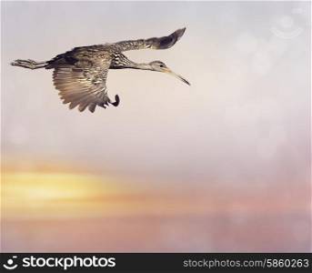 Limpkin Bird in Flight at Sunset