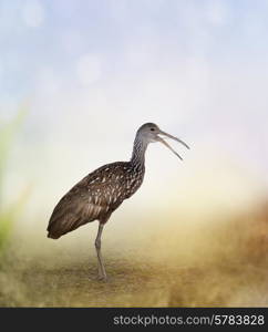 Limpkin Bird In Florida Wetlands