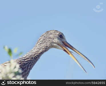 Limpkin Bird Perching Against Blue Sky