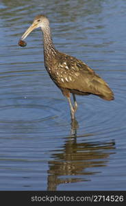 Limpkin on beach with colorful water background
