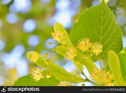 Linden blossoms at tree in spring time