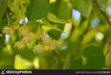 Linden flowers and linden tree in spring time
