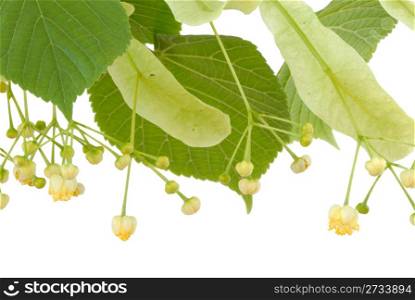 Linden flowers on a white background, isolated